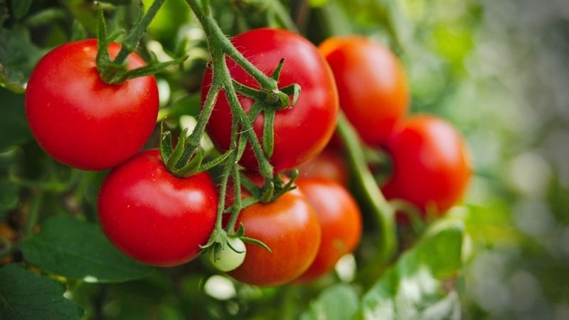 Cà chua đem đến nhiều lợi ích cho sức khỏe