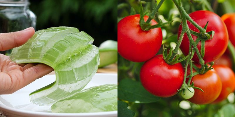 Sử dụng nha đam và cà chua giúp dưỡng trắng da hiệu quả