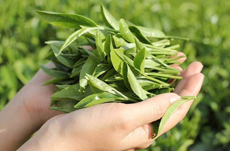 Dùng lá trà xanh cải thiện chứng hôi miệng an toàn, hiệu quả cho mọi đối tượng
