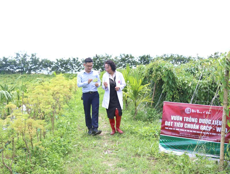Trung tâm Da liễu Đông y Việt Nam đẩy mạnh phát triển các vườn dược liệu sạch đạt chuẩn