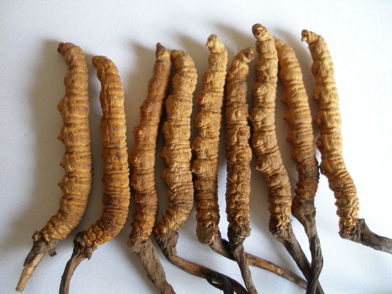 Đông trùng hạ thảo Bhutan là dược liệu đắt đỏ bậc nhất thế giới