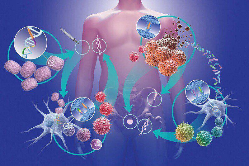 Đông trùng hữu cơ làm chậm quá trình phát triển của tế bào gây ung thư
