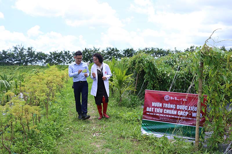 Nhất Nam Hoàn Nguyên Bì với thành phần 100% thảo dược thu hái tại vườn dược liệu chuẩn GACP-WHO